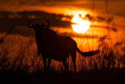 Silhouette of blue wildebeest standing at sunset