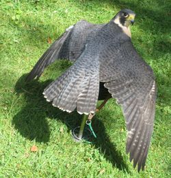 Rear view of bird flying over grass