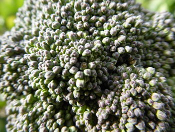 Close-up of fresh green leaves