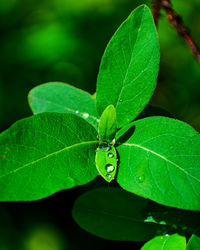 Close-up of green leaves on plant