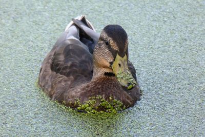 High angle view of mallard duck