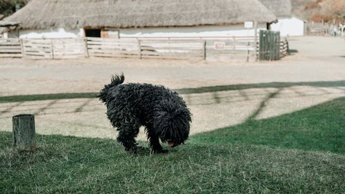 View of dog on field