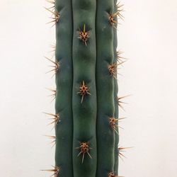 Close-up of cactus plant against white background