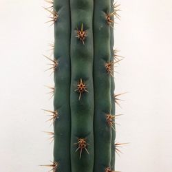 Close-up of cactus plant against white background