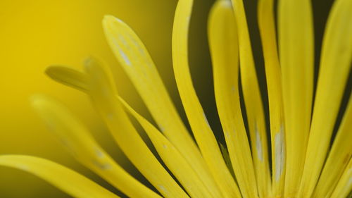Close-up of yellow petals