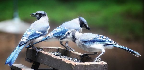 Close-up of birds perching on wood