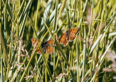 Butterfly on leaf