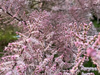 Close-up of cherry blossom