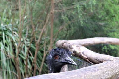 Close-up of bird perching outdoors