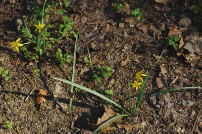 Close-up of plants growing on field