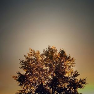 Low angle view of trees against clear sky