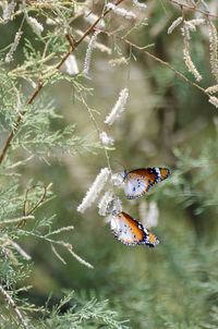 Close-up of butterfly perching on plant
