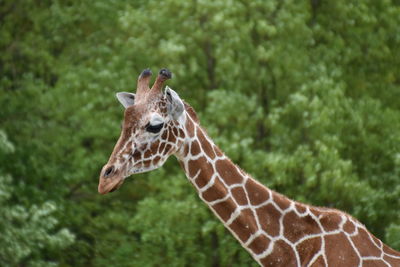 Close-up of giraffe