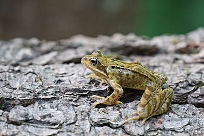 Close-up of lizard on rock