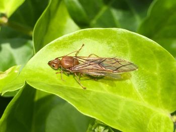 Close-up of insect on leaf