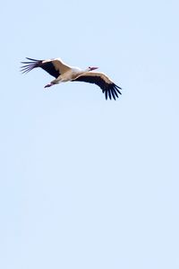 Low angle view of bird flying against clear sky