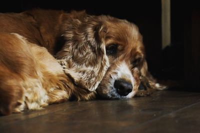 Close-up portrait of dog lying on floor