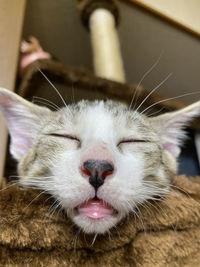 Close-up of cat with eyes closed