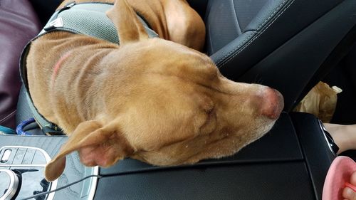 Midsection of a dog in car