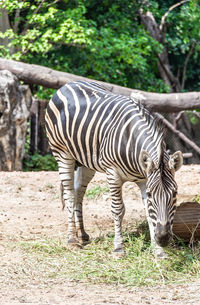 Zebras standing in a tree