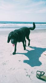 Dog standing on beach against sky