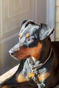 Close-up of dog looking away at home