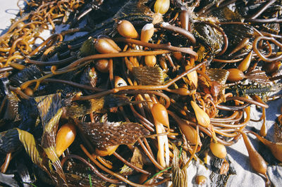 Close-up of carrots