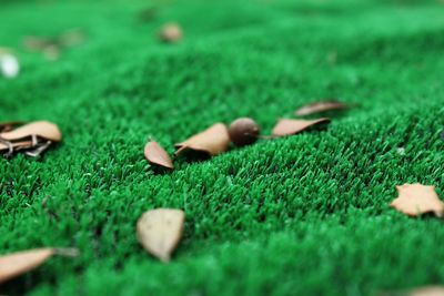 Close-up of a ball on grassland