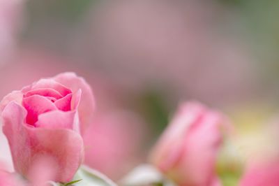 Close-up of pink flower