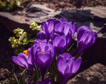 Close-up of purple crocus flowers on field