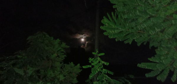Close-up of illuminated plants