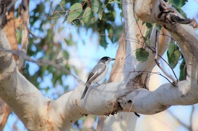 Low angle view of bird perching on tree