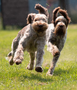 Portrait of a dog running on field