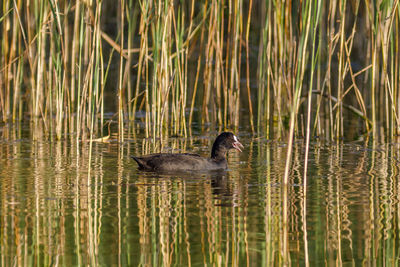 View of duck swimming in lake