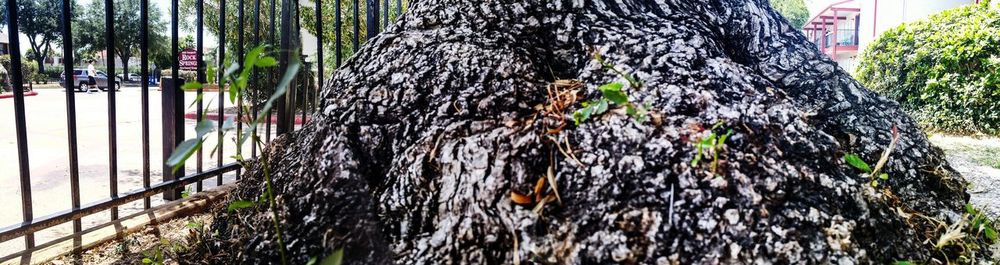 Close-up of tree trunk