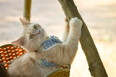 Close-up of a cat on tree trunk