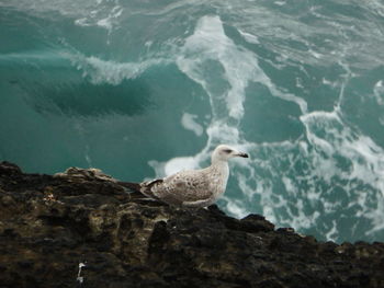 Seagull perching on rock in sea