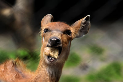Close-up portrait of a horse