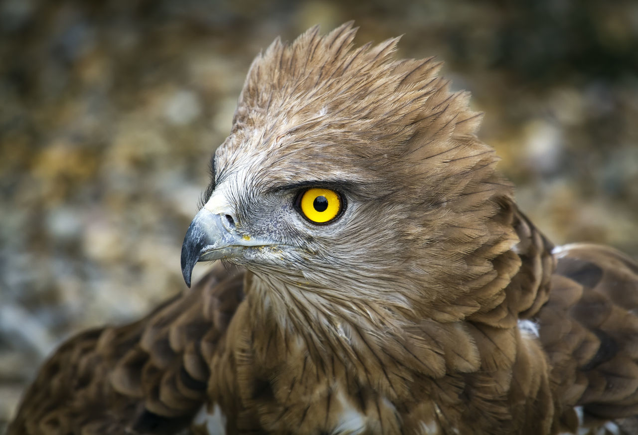 animal themes, bird, animal, animal wildlife, one animal, wildlife, bird of prey, beak, close-up, animal body part, falcon, portrait, nature, focus on foreground, wing, feather, eagle, no people, animal head, looking at camera, outdoors, looking, brown, animal eye, hawk
