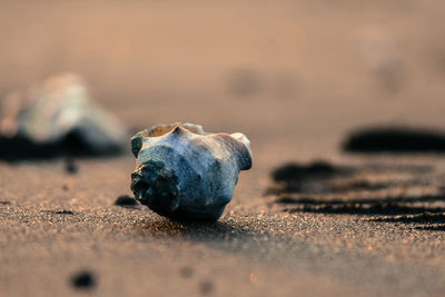 Shell on beach