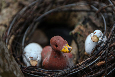 Close-up of duck with toy