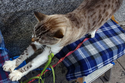 Close-up of a cat