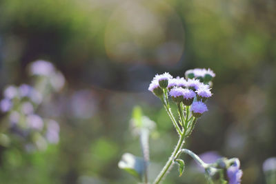 Close-up of purple flowering plant