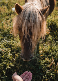 Close-up of a horse in a field