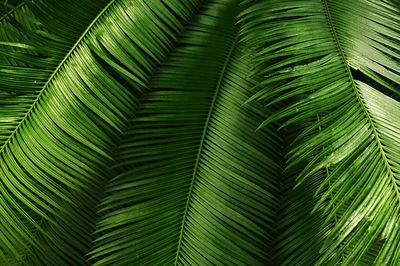 Full frame shot of leaves