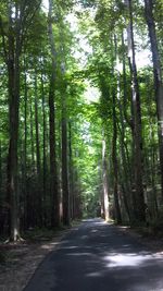 Road passing through forest