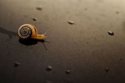 Close-up of snail