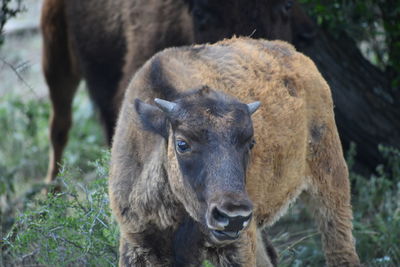 Close-up of horse on field