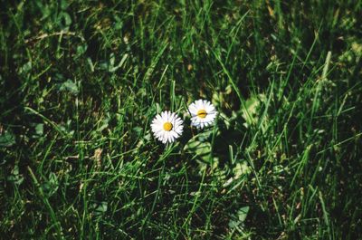 Close-up of white daisy flowers blooming in field