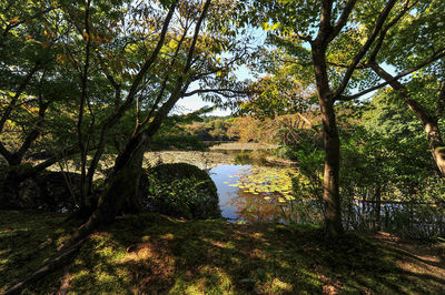 Trees by lake in forest